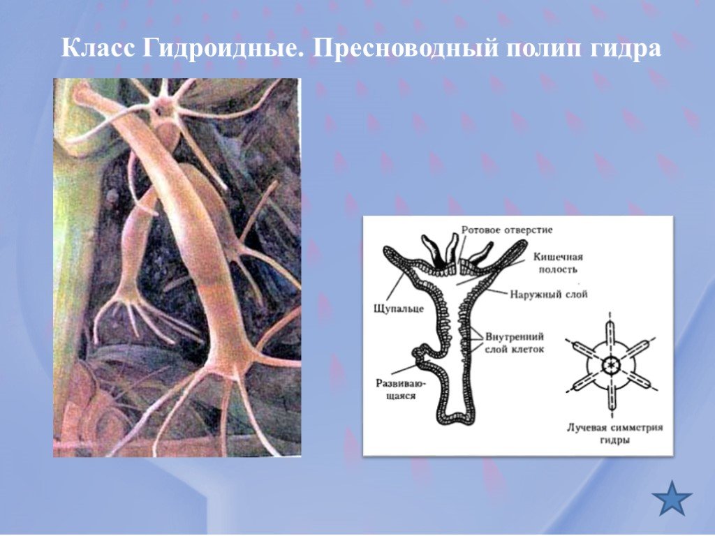 Кракен что продают